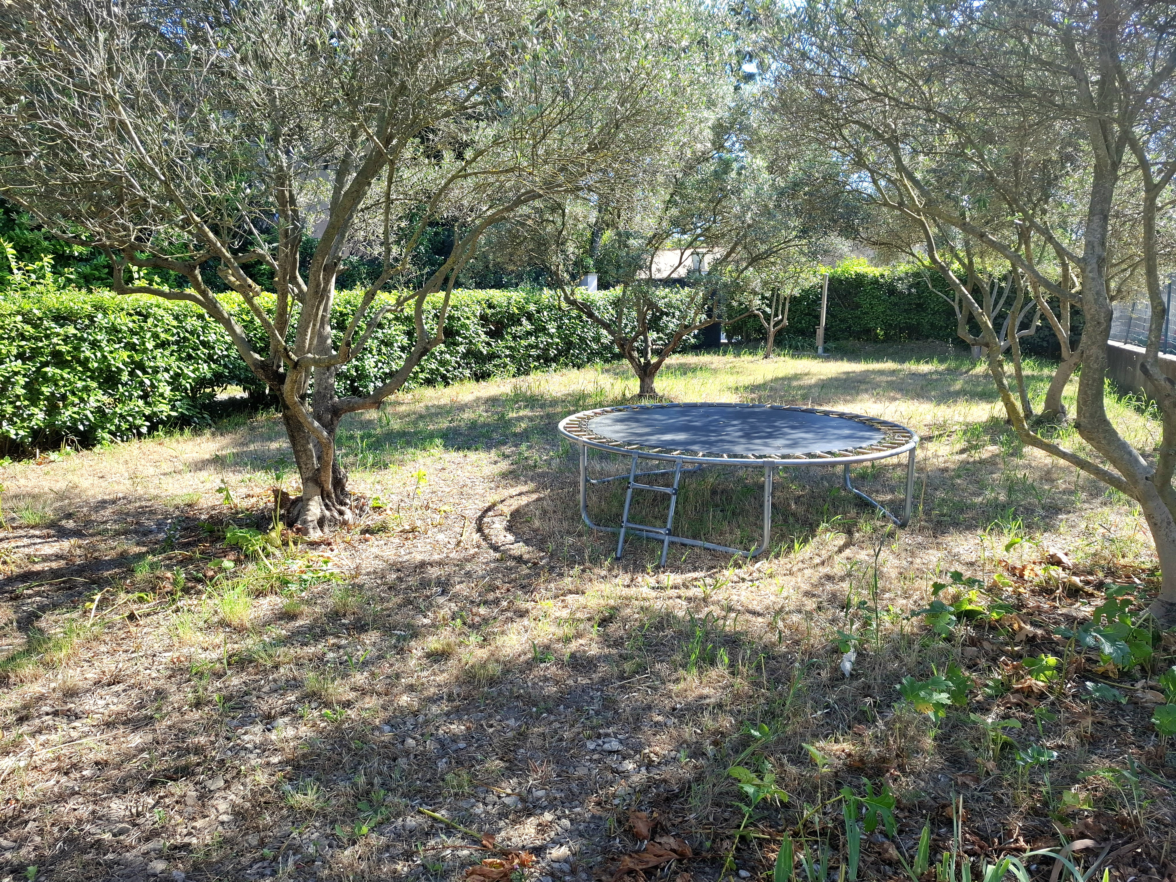 Le jardin et ses oliviers anciens